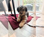 Small #7 Sheprador