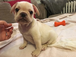 French Bulldog Puppy for sale in ARLINGTON, VA, USA