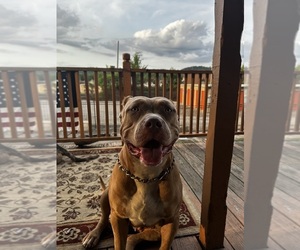 Mother of the American Bully puppies born on 02/15/2025