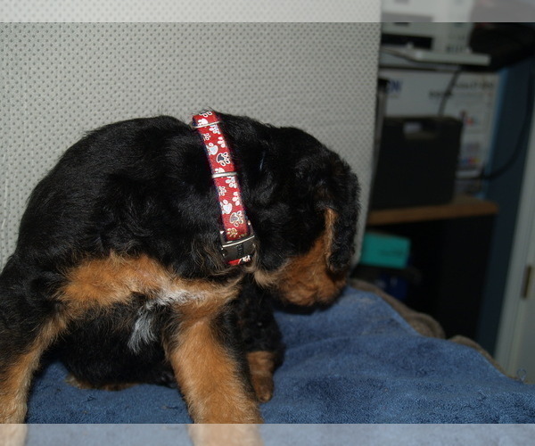 Medium Photo #5 Airedale Terrier Puppy For Sale in CHARLESTOWN, IN, USA