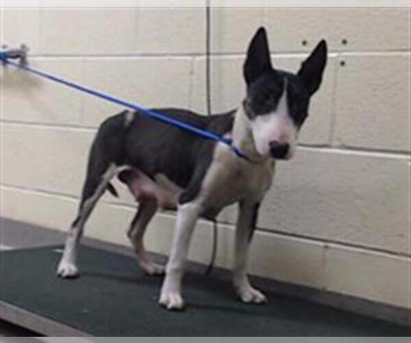 Medium Photo #1 Miniature Bull Terrier Puppy For Sale in Denver, CO, USA