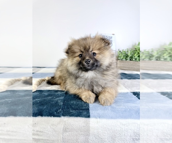 Medium Photo #3 Pomeranian Puppy For Sale in GREENFIELD, IN, USA