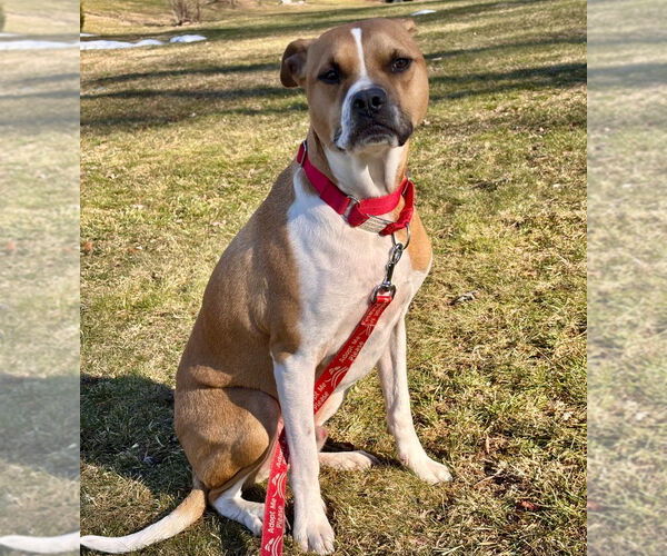 Medium Photo #10 Mutt Puppy For Sale in Canton, CT, USA