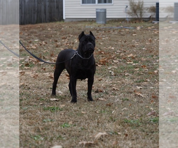 Medium Photo #1 Cane Corso Puppy For Sale in COLUMBIA, SC, USA
