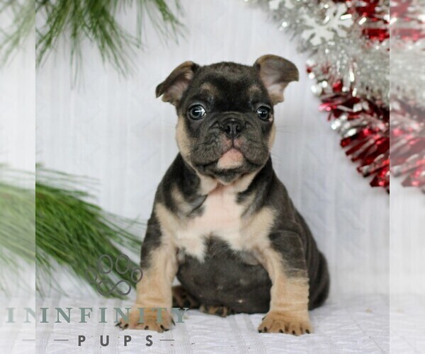 Medium Photo #4 French Bulldog Puppy For Sale in LITITZ, PA, USA