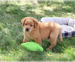 Small #1 Labrador Retriever