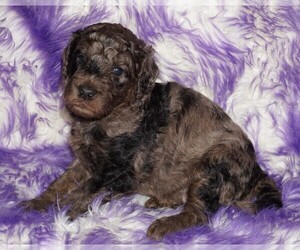 Labradoodle Puppy for sale in LA HABRA, CA, USA