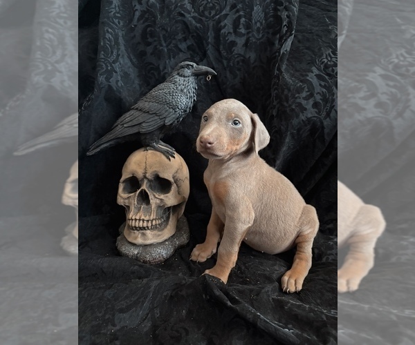 Medium Photo #27 Doberman Pinscher Puppy For Sale in YUCCA VALLEY, CA, USA
