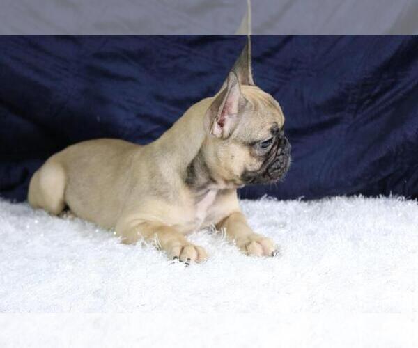 Medium Photo #3 French Bulldog Puppy For Sale in DEERFIELD BEACH, FL, USA