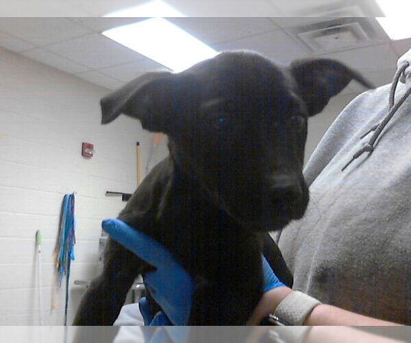 Medium Photo #1 Mutt Puppy For Sale in Fayetteville, NC, USA