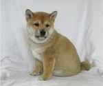 Small Photo #1 Shiba Inu Puppy For Sale in BLUFORD, IL, USA