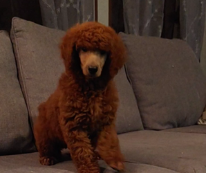 Poodle (Standard) Puppy for sale in CARENCRO, LA, USA