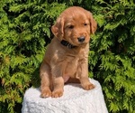 Small #1 Golden Retriever