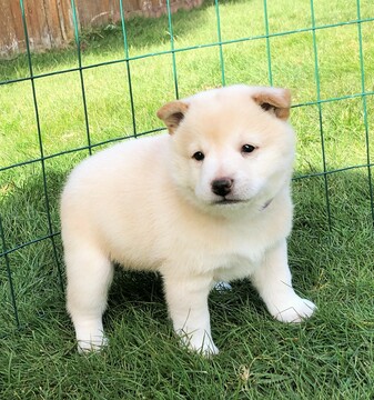 Medium Photo #1 Shiba Inu Puppy For Sale in SNOHOMISH, WA, USA