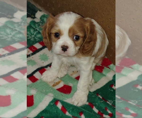 Medium Photo #6 Cavalier King Charles Spaniel Puppy For Sale in GRAHAM, WA, USA