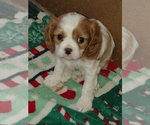 Small #5 Cavalier King Charles Spaniel