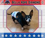 Small #7 Dachshund Mix