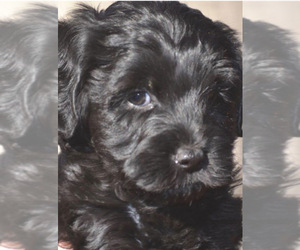 Labradoodle Puppy for sale in MOBILE, AL, USA
