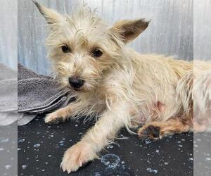 Mutt Dogs for adoption in San Antonio, TX, USA