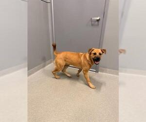German Shepherd Dog Dogs for adoption in San Martin, CA, USA