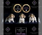 Small Photo #34 Dachshund Puppy For Sale in WARSAW, IN, USA