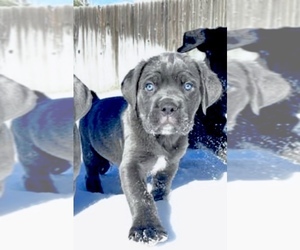 Cane Corso Puppy for sale in AURORA, CO, USA