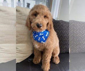 Goldendoodle-Poodle (Standard) Mix Puppy for sale in RICHMOND, IL, USA