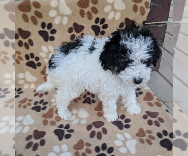 Medium Photo #18 Poodle (Miniature) Puppy For Sale in DUNNVILLE, KY, USA