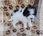 Small #2 Poodle (Miniature)