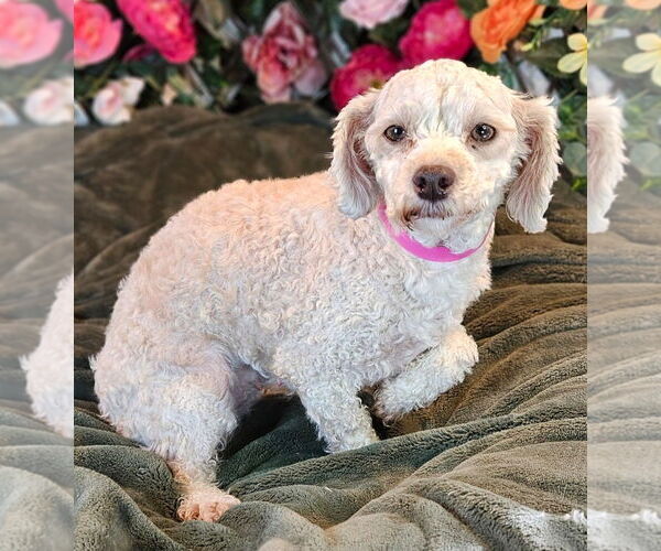 Medium Photo #1 Bichon Frise Puppy For Sale in Bon Carbo, CO, USA