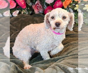Bichon Frise Dogs for adoption in Bon Carbo, CO, USA