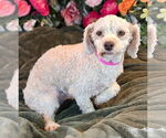 Small Bichon Frise