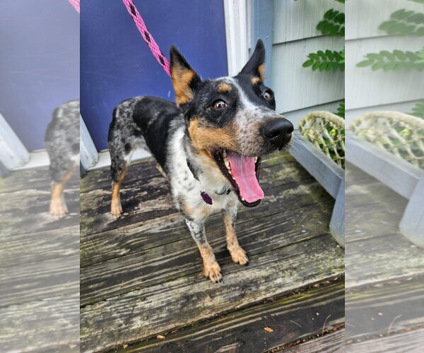 Medium Photo #7 Mutt Puppy For Sale in Garden City, NY, USA