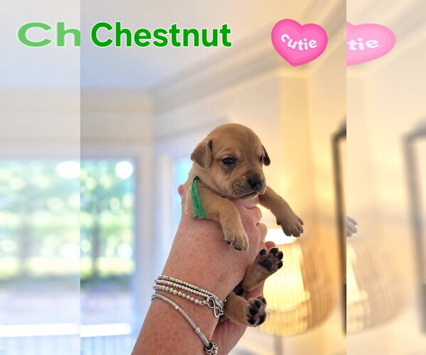 Medium Photo #1 Mutt Puppy For Sale in Holly Springs, NC, USA