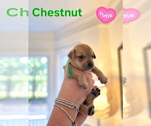 Mutt Dogs for adoption in Holly Springs, NC, USA