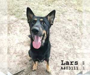 German Shepherd Dog-Unknown Mix Dogs for adoption in Conroe, TX, USA