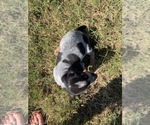 Small Photo #4 Bluetick Coonhound Puppy For Sale in BEEVILLE, TX, USA