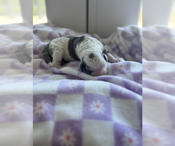 Medium Photo #39 Aussiedoodle-Bernedoodle Mix Puppy For Sale in BELTON, SC, USA