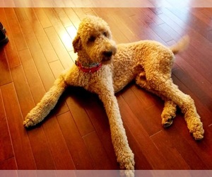 Father of the Poodle (Standard) puppies born on 05/01/2024