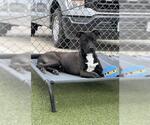 POE - Male American Pit Bull Terrier Dog for Adoption - Small photo