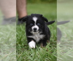 Small #2 Miniature Australian Shepherd