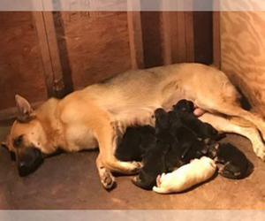Mother of the German Shepherd Dog puppies born on 01/24/2020
