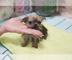 Small Photo #1 Griffonshire Puppy For Sale in LAS VEGAS, NV, USA