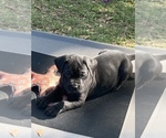 Small Photo #3 Boxador Puppy For Sale in TEMPLE TERRACE, FL, USA