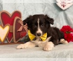 Small Photo #2 Border Sheepdog Puppy For Sale in LANCASTER, PA, USA