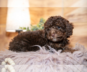 Medium Poodle (Miniature)