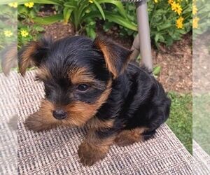 Yorkshire Terrier Puppy for sale in ECONOMY, IN, USA
