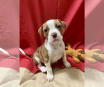 Small #4 Bullboxer Pit