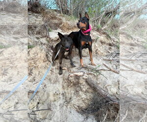 Journey - Female Doberman Pinscher Dog for Adoption - Photo #3