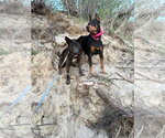 Small Photo #3 Doberman Pinscher Puppy For Sale in Buffalo, MN, USA